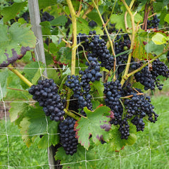 Plant Trellis Netting Polyester For Climbing Fruits And Vegetables