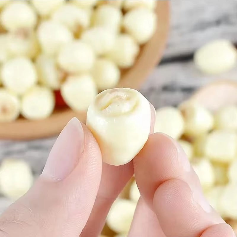 10pcs Realistic Lotus Seed Models Mixed Colors for Window Displays