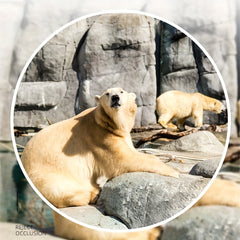 40x22 High Definition Mini Binoculars for Outdoor Sports Camping Travel Watching