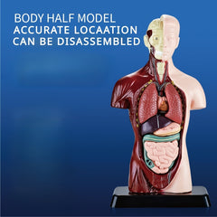 Human Anatomy Organ Structure Model Assembly Educational Toy