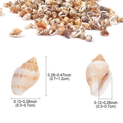 Natural Shell Small Conch Mixed Set Drift Bottle Fish Tank Landscaping