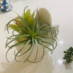 Decorative Ceramic Flower Pot for Succulents and Bonsai Trees