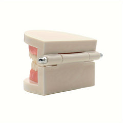 Dental Tooth Model for Teaching Demonstration and Medical Education