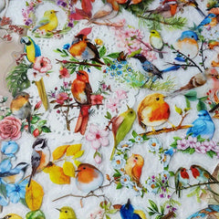 50 Watercolor Bird Doodle Stickers for Water Bottles Cars Computers Bicycles