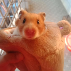 Small Hamster Sleeping Bed Winter Animal Bag Rat Teeth Toy Pet Bed