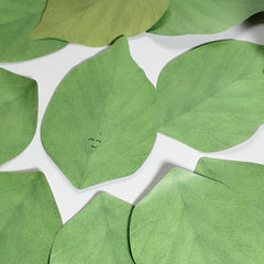 Funny Leaf Sticky Note Pads 50 Sheets Pad