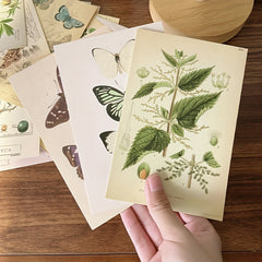 Vintage Collection Postcard Set Retro Style Nature & Ephemera Postcards