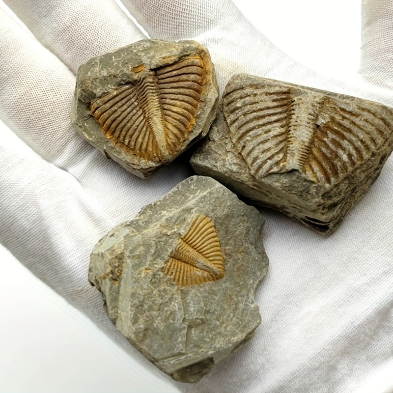 Natural Stone Ancient Marine Life Raw Stone Specimen