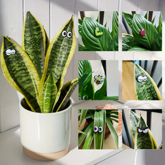 6 Pack Plant Magnet Eyes Potted Plant Safe Charms Indoor Plant Accessories