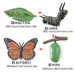 Insect Growth Stages Figurine Ladybug Butterfly Tadpole Frog PVC