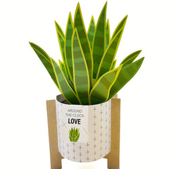 3D Pop Up Card Snake Plant Birthday Thank You Valentine's All Occasion
