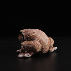 Realistic Plush Toad Soft Toy Brown & Frog Orange Eyes 6.69in