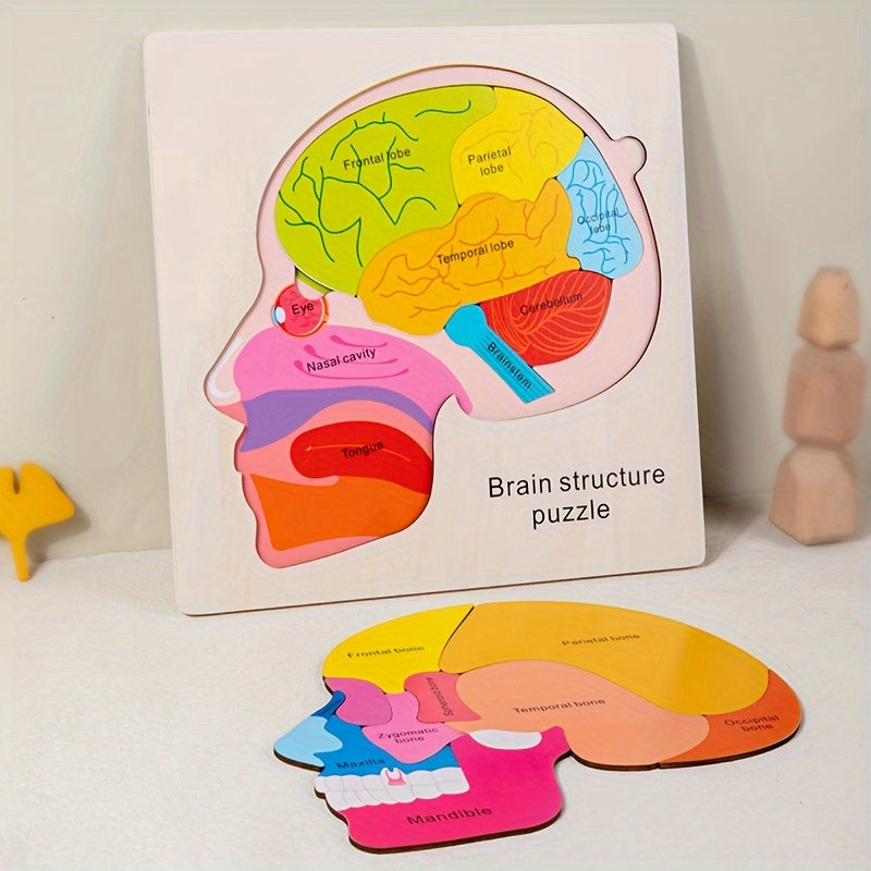 Wooden Brain Anatomy Learning Puzzle for Ages 3 Educational Cognitive Toy