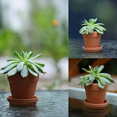 Terracotta Soil Saucer for Flower Nursery Succulent Plants Crafts Wedding Favors