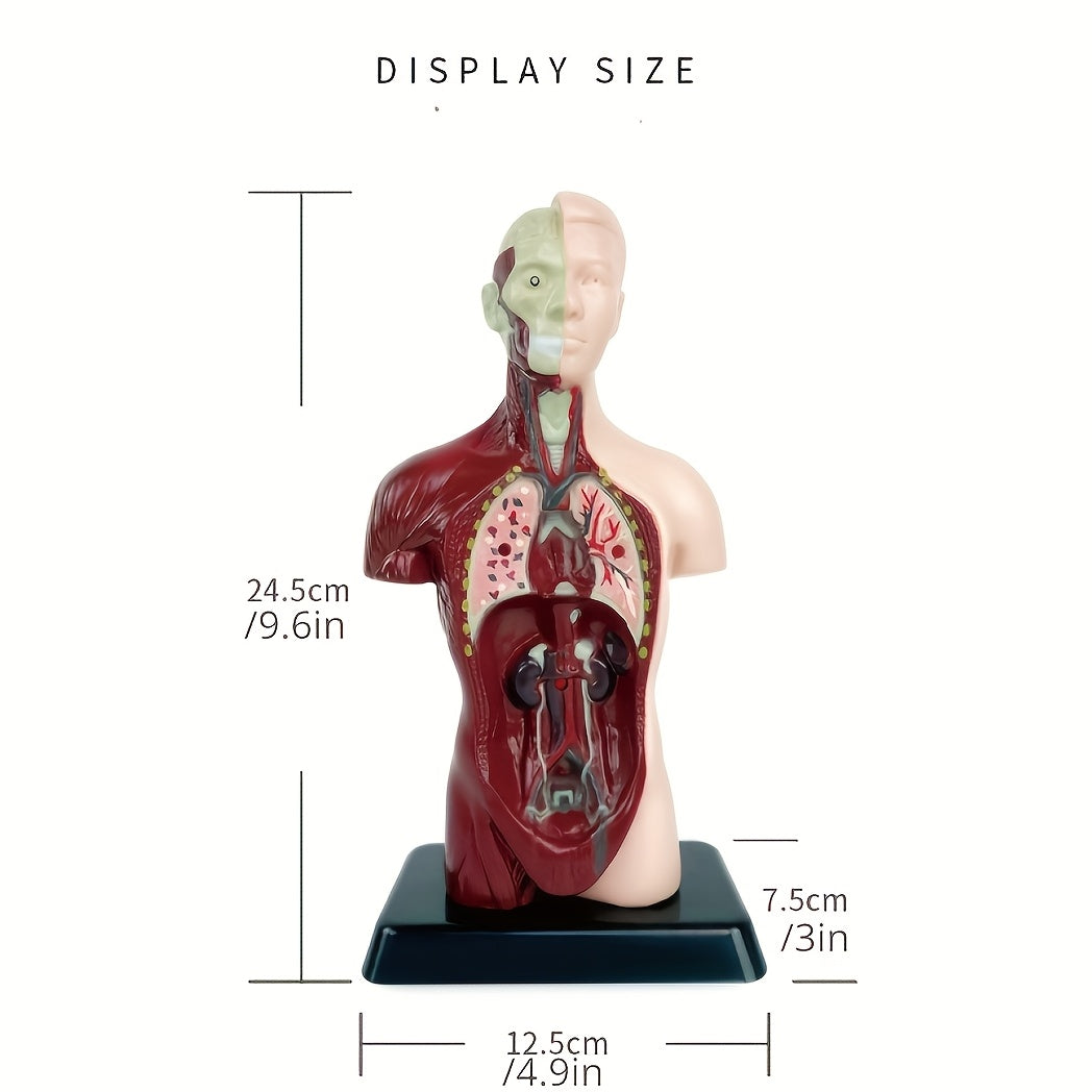 Human Anatomy Organ Structure Model Assembly Educational Toy