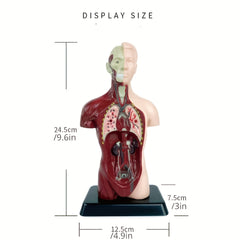 Human Anatomy Organ Structure Model Assembly Educational Toy