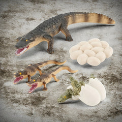 Insect Venomous Animals Growth Cycle Set