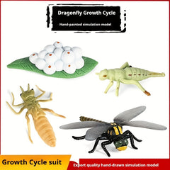 Insect Dragonfly Growth Cycle Model Toy Set