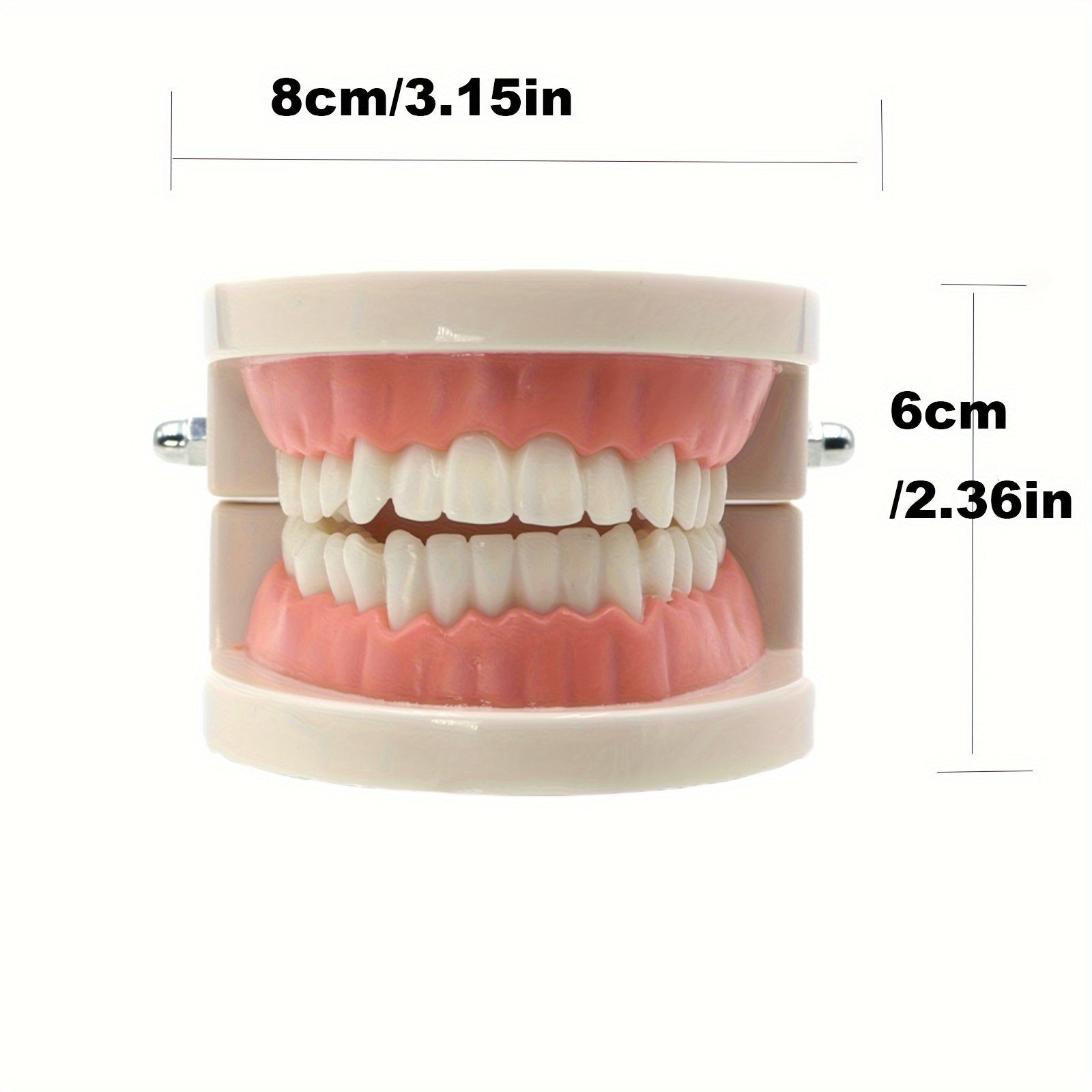 Dental Tooth Model for Teaching Demonstration and Medical Education