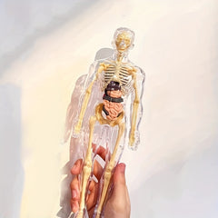 Transparent Plastic Medical Skeleton Model Kit with Removable Organs