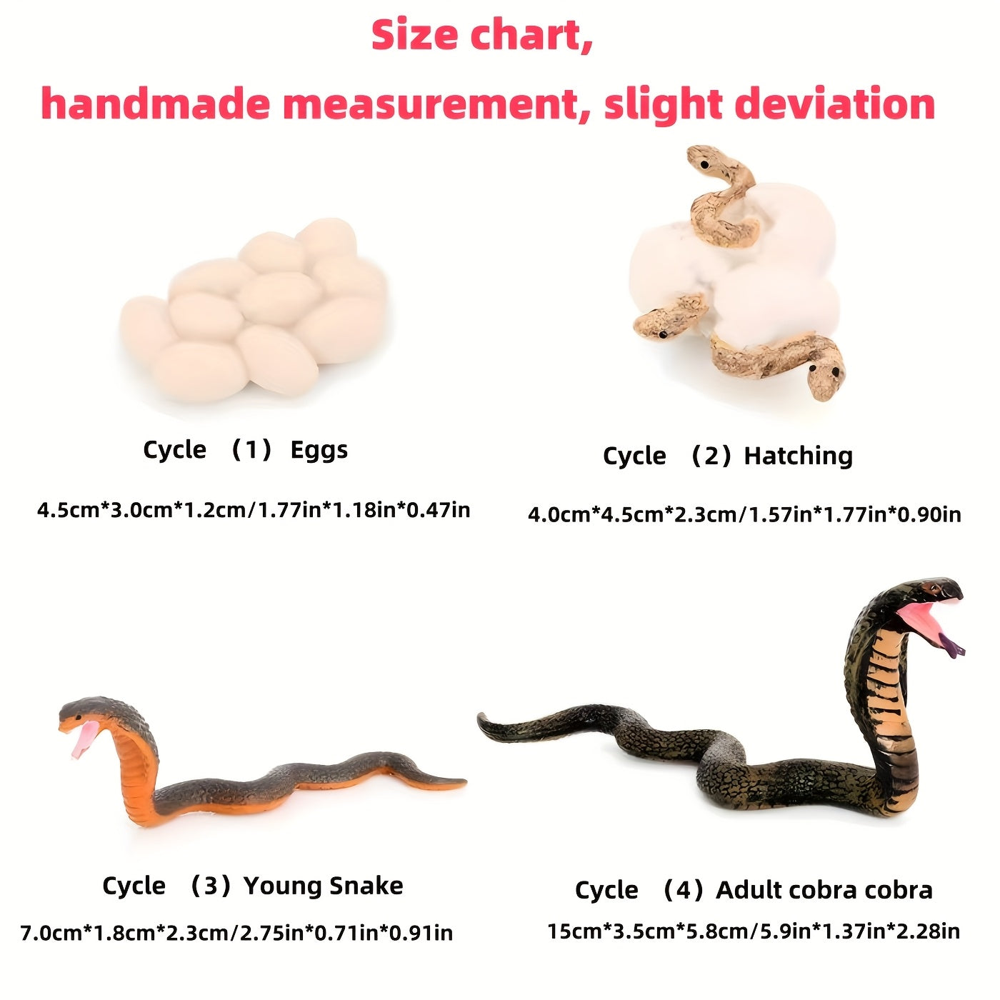 Insect Venomous Animals Growth Cycle Set
