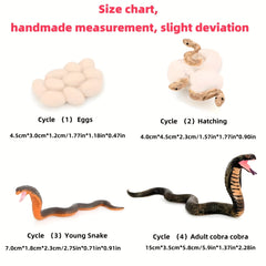 Insect Venomous Animals Growth Cycle Set