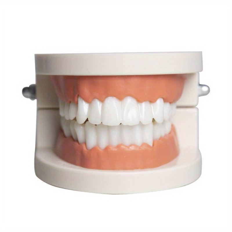 Teeth Model Educational Toy for Learning to Brush Teeth