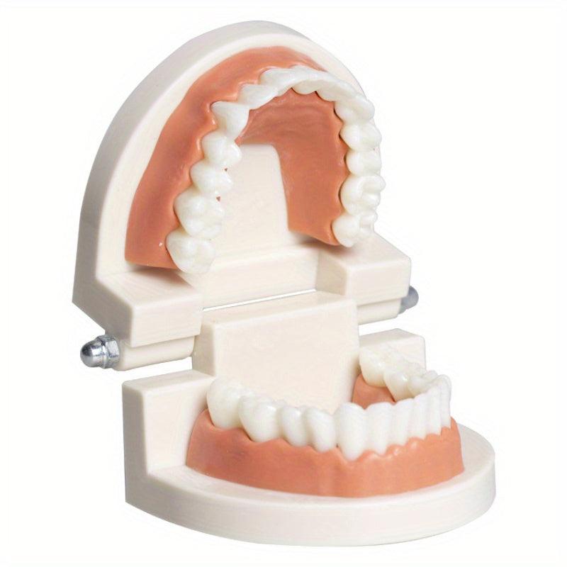Teeth Model Educational Toy for Learning to Brush Teeth