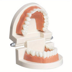 Teeth Model Educational Toy for Learning to Brush Teeth