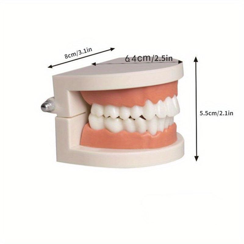 Teeth Model Educational Toy for Learning to Brush Teeth