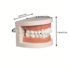 Teeth Model Educational Toy for Learning to Brush Teeth