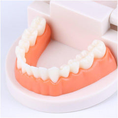 Teeth Model Educational Toy for Learning to Brush Teeth