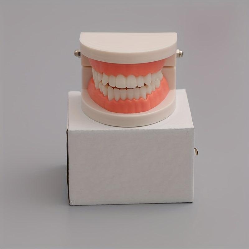 Teeth Model Educational Toy for Learning to Brush Teeth