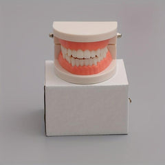 Teeth Model Educational Toy for Learning to Brush Teeth