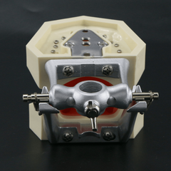 Adult Dental Mouth Model with 28 Removable Teeth