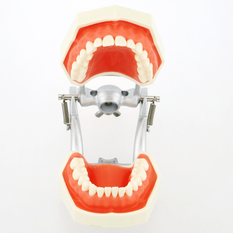 Adult Dental Mouth Model with 28 Removable Teeth