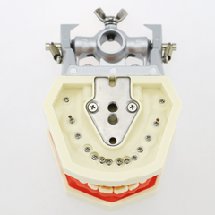 Adult Dental Mouth Model with 28 Removable Teeth