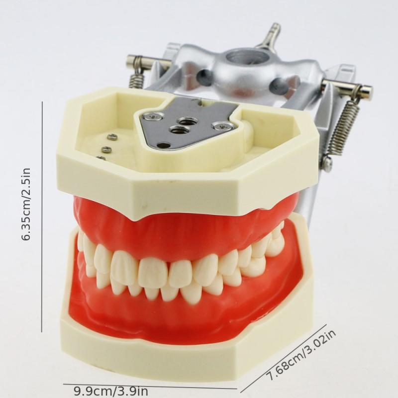 Adult Dental Mouth Model with 28 Removable Teeth