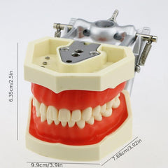 Adult Dental Mouth Model with 28 Removable Teeth