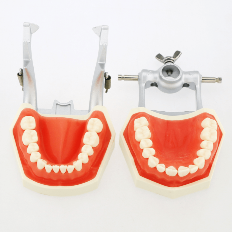 Adult Dental Mouth Model with 28 Removable Teeth