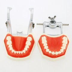 Adult Dental Mouth Model with 28 Removable Teeth