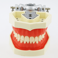Adult Dental Mouth Model with 28 Removable Teeth