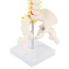 Flexible Adult Lumbar Bend Skeleton Model With Bone