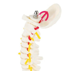 Flexible Adult Lumbar Bend Skeleton Model With Bone