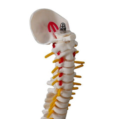 Flexible Adult Lumbar Bend Skeleton Model With Bone