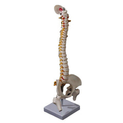 Flexible Adult Lumbar Bend Skeleton Model With Bone