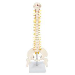 Flexible Adult Lumbar Bend Skeleton Model With Bone
