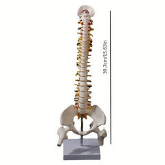 Flexible Adult Lumbar Bend Skeleton Model With Bone