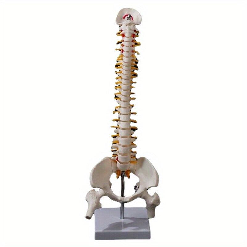 Flexible Adult Lumbar Bend Skeleton Model With Bone