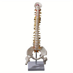 Flexible Adult Lumbar Bend Skeleton Model With Bone